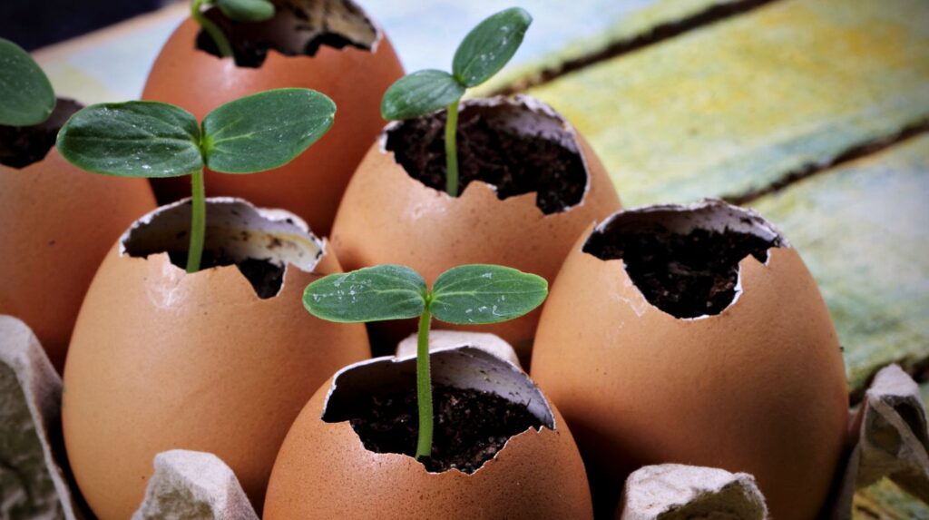 seedings grow eggshell